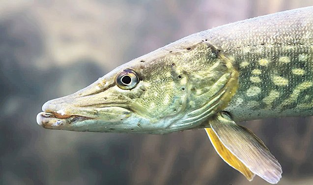 Ny kanal ska gynna fisklek